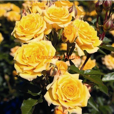 Роза миниатюрная Йеллоу Клементин - фото 17564