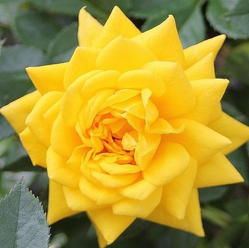 Роза миниатюрная Голджувел - фото 17566