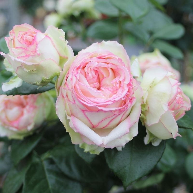 Роза миниатюрная Бидермейер - фото 17569