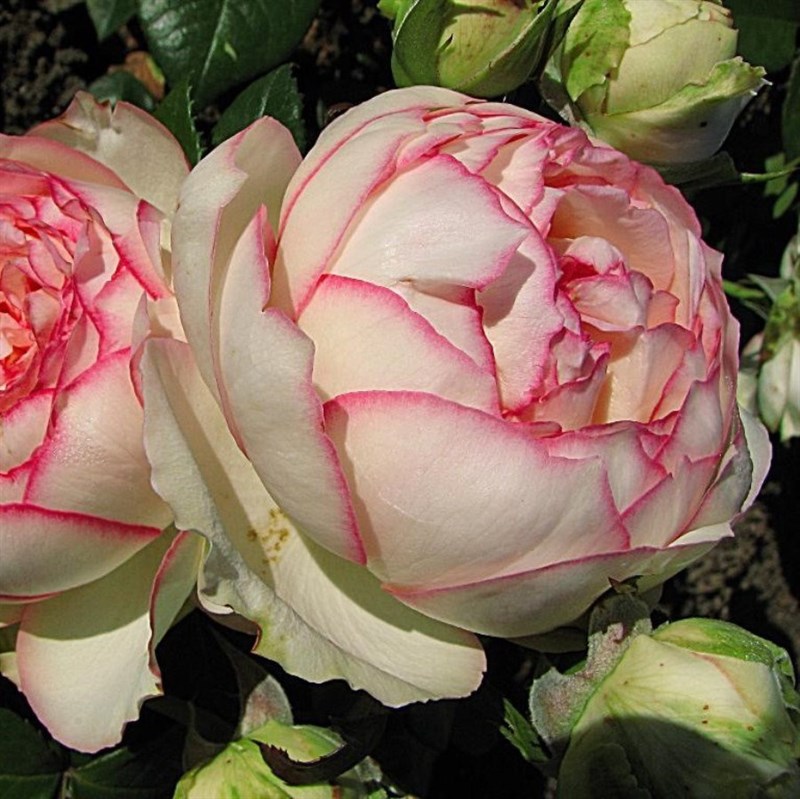 Роза миниатюрная Бидермайер - фото 17570