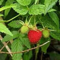 Малина розолистная (Rubus rosifolius) Roseleaf bramble - фото 17775