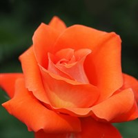 Роза чайно-гибриднаяЛаура