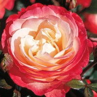 Роза чайно-гибридная Юфрейшин
