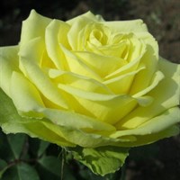 Роза чайно-гибридная Юмба