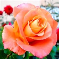Роза чайно-гибридная Экзотик