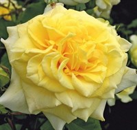 Роза чайно-гибридная Штернталер