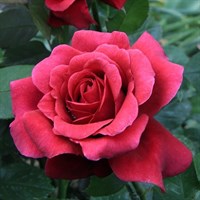 Роза чайно-гибридная Шарлотта