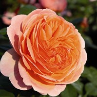 Роза чайно-гибридная Чипэндейл