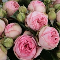 Роза чайно-гибридная Чарминг Пиано