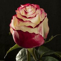 Роза чайно-гибридная Цвитнус