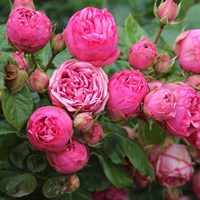 Роза чайно-гибридная Хэппи Пионо