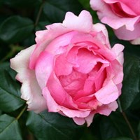 Роза чайно-гибридная Хистори