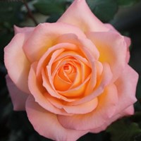 Роза чайно-гибридная Фросинн 82