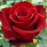 Роза чайно-гибридная Фридрум