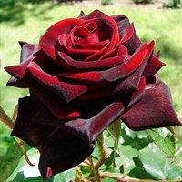 Роза чайно-гибридная Фидже Негро