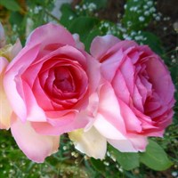 Роза чайно-гибридная Ферст Леди