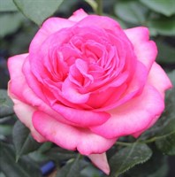 Роза чайно-гибридная Уолцертраум
