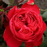 Роза чайно-гибридная Травиата