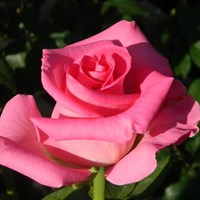 Роза чайно-гибридная Топаз