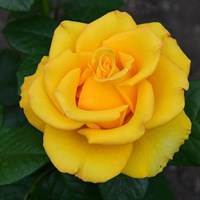 Роза чайно-гибридная Таро