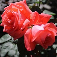 Роза чайно-гибридная Супер Стар