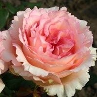 Роза чайно-гибридная Сувенир де Баден- Баден