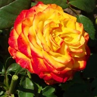 Роза чайно-гибридная сорт Циркус