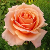 Роза чайно-гибридная Примадонна