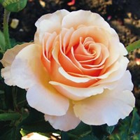 Роза чайно-гибридная Прима