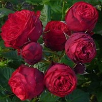 Роза чайно-гибридная Пиано