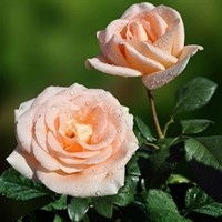 Роза чайно-гибридная Осиана