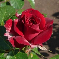 Роза чайно-гибридная Никколо Паганини