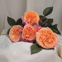 Роза чайно-гибридная Мэри Энн