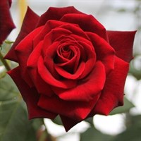 Роза чайно-гибридная Милдред Шеел