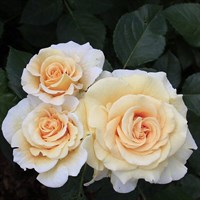 Роза чайно-гибридная Комтесса