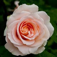 Роза чайно-гибридная Иоганн Штраус
