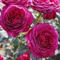 Роза чайно-гибридная Иоганн Вольфганг фон Гете