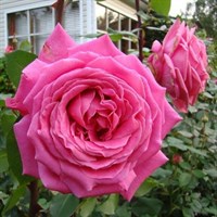 Роза чайно-гибридная Дуфтраш