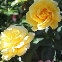 Роза чайно-гибридная Дифтголд