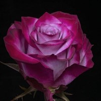 Роза чайно-гибридная Дип Перпл