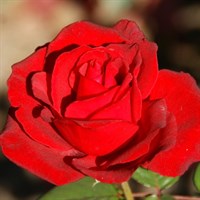 Роза чайно-гибридная Гранд Гала