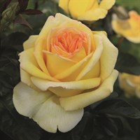 Роза чайно-гибридная Голден Тауэр