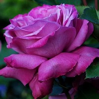 Роза чайно-гибридная Блю Парфюм
