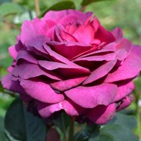 Роза чайно-гибридная Биг Пепл