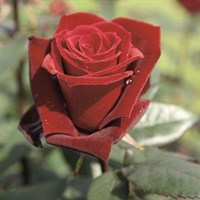 Роза чайно-гибридная Баркароул