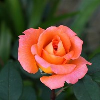 Роза чайно-гибридная Амбассадор