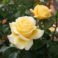 Роза чайно-гибридная Авек Амор