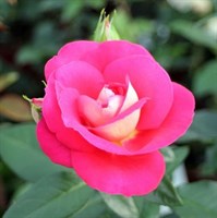 Роза флорибунда Хейматмелоди