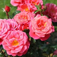 Роза флорибунда Мелюзина