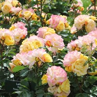 Роза флорибунда Лампион